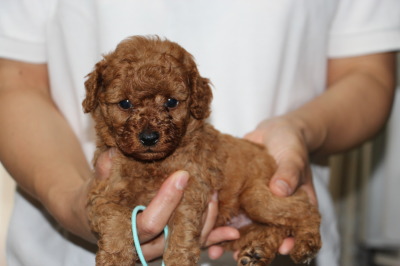 トイプードルレッドの子犬オス、生後5週間画像