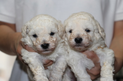 トイプードルホワイト(白色)の子犬オス1頭メス1頭、生後4週間画像