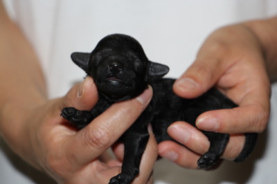 トイプードルブラック(黒色)の子犬メス、生後1週間画像