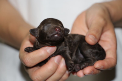 トイプードルブラウンの子犬メス、生後1週間画像