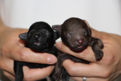 トイプードルブラック(黒色)とブラウンの子犬メス、生後1週間画像
