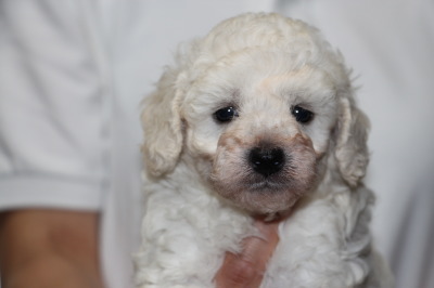 トイプードルホワイト(白色)の子犬メス、生後5週間画像