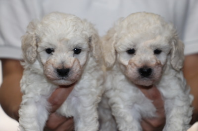 トイプードルホワイト(白色)の子犬オス1頭メス1頭、生後5週間画像