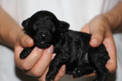 イプードルブラック(黒色)の子犬メス、生後2週間画像