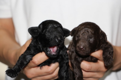 トイプードルブラック(黒色)とブラウンの子犬メス、生後2週間画像
