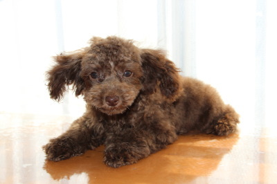 ティーカップサイズのトイプードルブラウンの子犬オス、生後4ヶ月画像