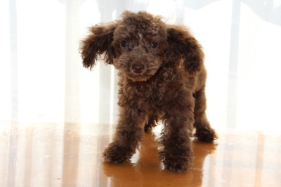 ティーカップサイズのトイプードルブラウンの子犬オス、生後4ヶ月画像