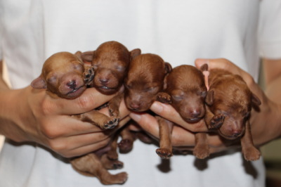 トイプードルレッドの子犬オス2頭メス3頭、生後1週間画像