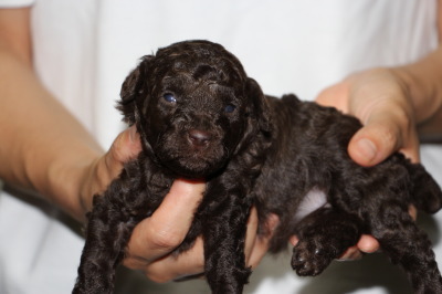 トイプードルブラウンの子犬メス、生後3週間画像