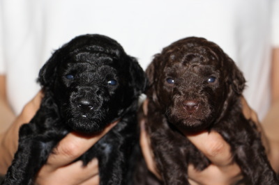 トイプードルブラック(黒色)とブラウンの子犬メス、生後3週間画像