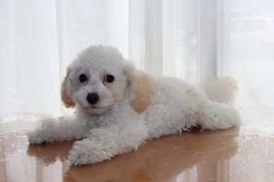 トイプードルの子犬 ホワイト 白色 オスとシルバー グレー メス2頭 生後2ヶ月 A Happy Dog Life