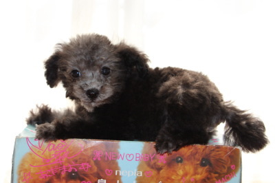 トイプードルシルバー(グレー)の子犬メス、生後2ヶ月画像