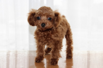 ティーカップサイズのトイプードルレッドの子犬メス、生後3ヶ月画像