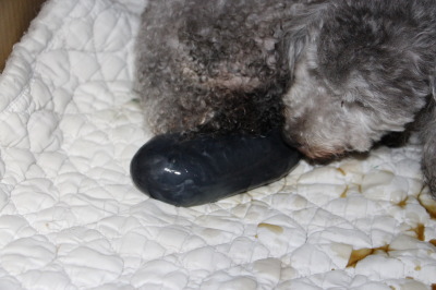 トイプードルシルバー(グレー)犬の出産画像