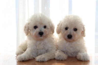 トイプードルホワイト(白色)の子犬オス1頭メス1頭、生後6週間画像
