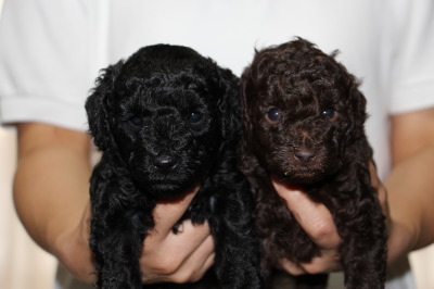  トイプードルブラック(黒色)とブラウンの子犬メス、生後4週間画像