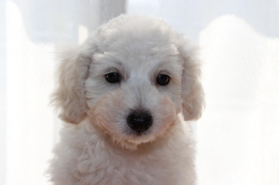 トイプードルホワイト(白色)の子犬メス、生後7週間画像