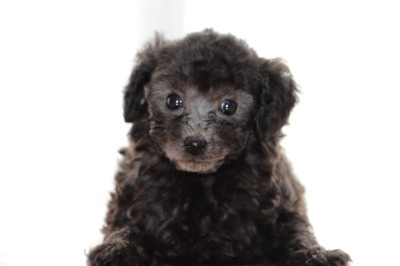 トイプードルシルバー(グレー)の子犬メス、生後7週間画像
