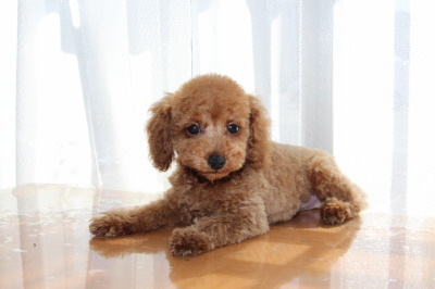トイプードルレッドの子犬オス、生後２ヶ月画像