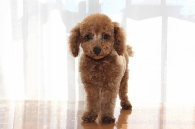 トイプードルレッドの子犬オス、生後２ヶ月画像