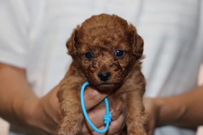 トイプードルレッドの子犬オス、生後4週間画像