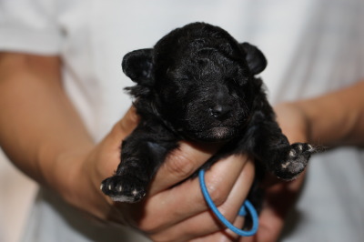 トイプードルシルバー(グレー)の子犬オス、生後2週間画像