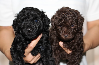 トイプードルブラック(黒色)とブラウンの子犬メス、生後5週間画像