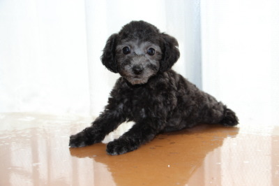 トイプードルシルバー(グレー)の子犬メス、生後2ヶ月画像