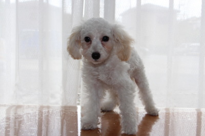 トイプードルホワイト(白色)の子犬オス、生後3ヶ月画像