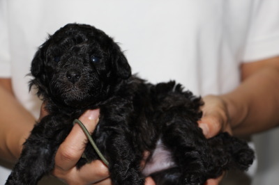 トイプードルシルバー(グレー)の子犬オス、生後3週間画像