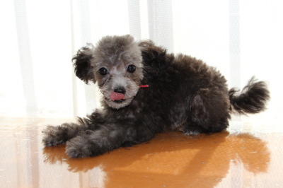 タイニーサイズトイプードルシルバー(グレー)の子犬メス、生後3ヶ月画像