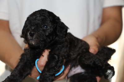 トイプードルシルバー(グレー)の子犬オス、生後4週間画像