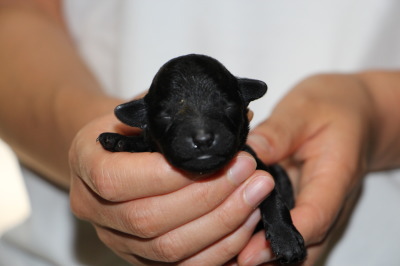 トイプードルブラック(黒色)の子犬オス、生後1週間画像