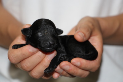 トイプードルブラック(黒色)の子犬オス、生後1週間画像