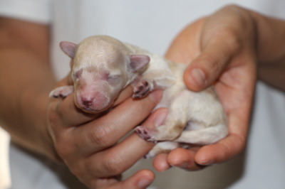 トイプードルホワイト(白色)の子犬オス、生後1週間画像