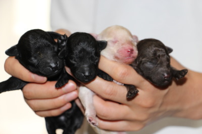 トイプードルの子犬、ブラックオス2頭、ホワイトオス1頭、ブラウンメス1頭、生後1週間画像