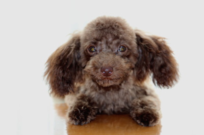 ティーカップサイズのトイプードルブラウンの子犬オス、生後5ヶ月画像