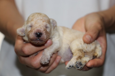 トイプードルホワイト(白色)の子犬オス、生後2週間画像