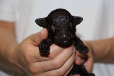 トイプードルブラウンの子犬メス、生後2週間画像