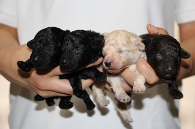トイプードルの子犬、ブラックオス2頭ホワイトオス1頭ブラウンメス1頭、生後2週間画像