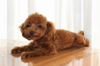 ティーカップサイズのトイプードルレッドの子犬メス、生後5ヶ月半画像