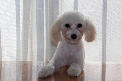 トイプードルホワイト(白色)の子犬オス、生後4ヶ月画像