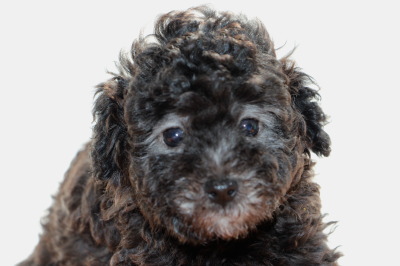 トイプードルシルバー(グレー)の子犬オス、生後6週間画像