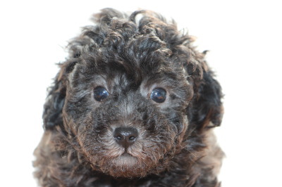 トイプードルシルバー(グレー)の子犬オス、生後6週間画像