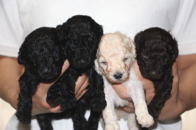 トイプードルの子犬、ブラックオス2頭ホワイトオス1頭ブラウンメス1頭、生後3週間画像