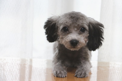 ティーカップサイズのトイプードルシルバー(グレー)の子犬メス、生後4ヶ月画像