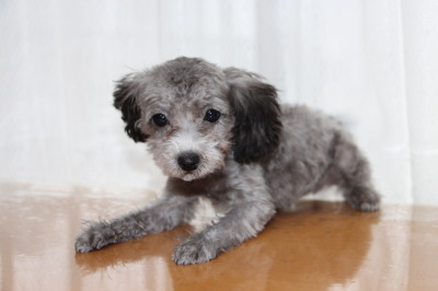 ティーカップサイズのトイプードルシルバー(グレー)の子犬メス、生後4ヶ月画像