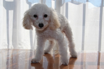 トイプードルホワイト(白色)の子犬オス、生後4ヶ月画像