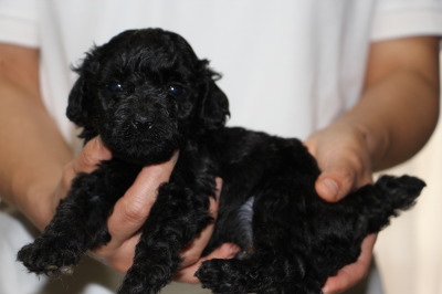 トイプードルブラック(黒色)の子犬オス、生後4週間画像