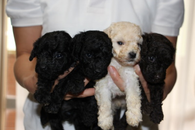 トイプードルの子犬、ブラックオス2頭ホワイトオス1頭ブラウンメス1頭、生後4週間画像